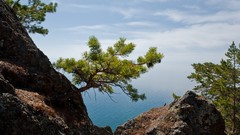 Landscapes nature Trees