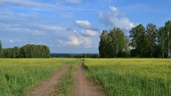 Landscapes nature Trees