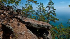 Landscapes nature Trees