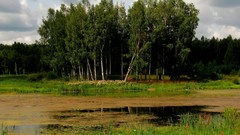 Landscapes nature Trees