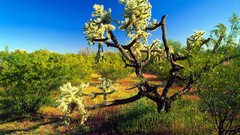 Landscapes nature Trees