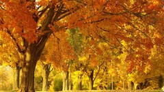 Landscapes nature Trees