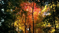 Landscapes nature Trees