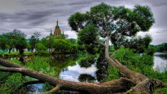 Landscapes nature Trees