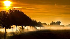 Landscapes nature Trees