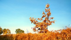 Landscapes nature Trees