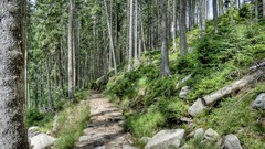 Landscapes nature Trees