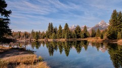 Landscapes nature Trees