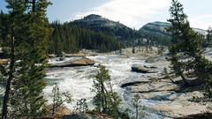 Landscapes nature Trees