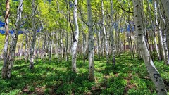 Landscapes nature Trees