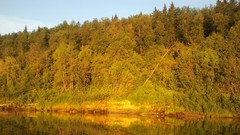 Landscapes nature Trees