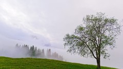 Landscapes nature Trees