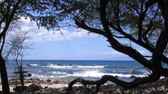 Landscapes nature Trees