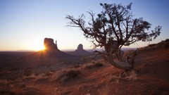 Landscapes nature Trees