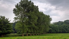 Landscapes nature Trees