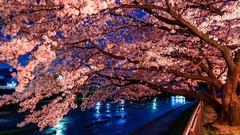 Landscapes nature Trees