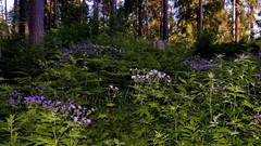 Landscapes nature Trees