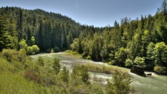 Landscapes nature Trees