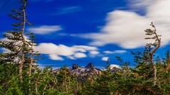 Landscapes nature Trees