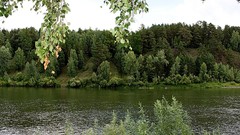 Landscapes nature Trees