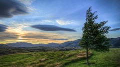 Landscapes nature Trees