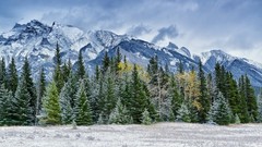 Landscapes nature Trees