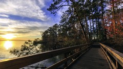 Landscapes nature Trees