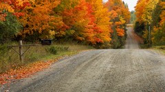 Landscapes nature Trees