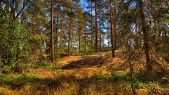 Landscapes nature Trees