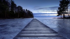 Landscapes nature Trees