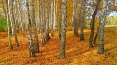 Landscapes nature Trees