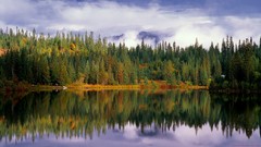 Landscapes nature Trees