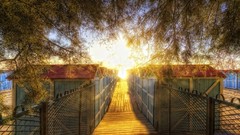 Landscapes nature Trees