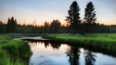 Landscapes nature Trees