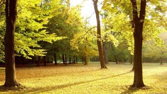 Landscapes nature Trees