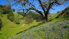 Landscapes nature Trees