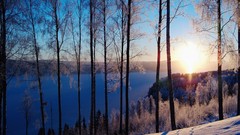 Landscapes nature Trees