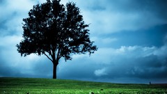 Landscapes nature Trees