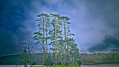 Landscapes nature Trees