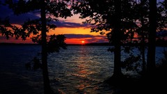 Landscapes nature Trees