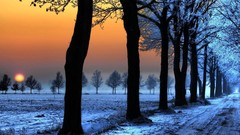 Landscapes nature Trees