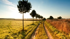 Landscapes nature Trees