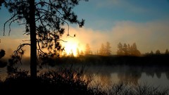 Landscapes nature Trees