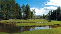 Landscapes nature Trees