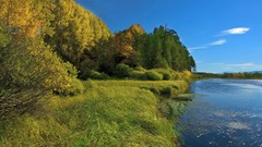 Landscapes nature Trees