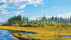 Landscapes nature Trees