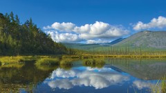 Landscapes nature Trees