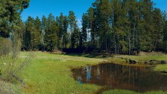 Landscapes nature Trees