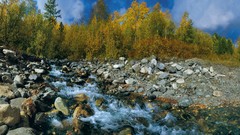 Landscapes nature Trees