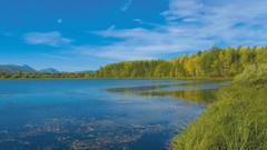 Landscapes nature Trees